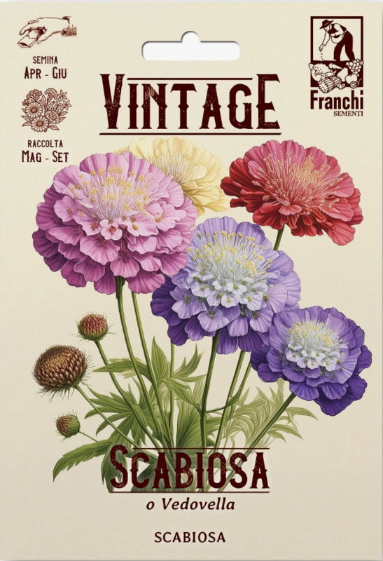 Scabiosa Wielobarwna nasiona 1g FRANCHI sklep rajogrodnika